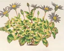 阿尔勒梅尔CFC惨败,降级危机笼罩 阿尔勒梅尔CFC惨败,降级危机笼罩